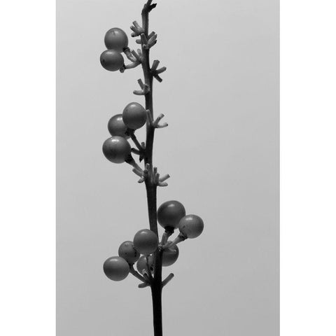 Liriope IV White Modern Wood Framed Art Print by Stramel, Renee W.