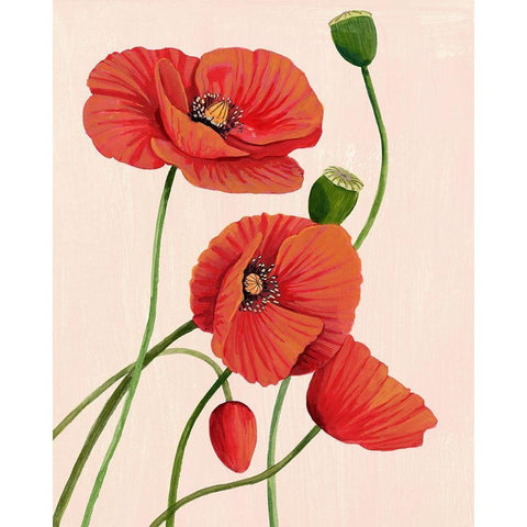 Soft Coral Poppies I White Modern Wood Framed Art Print by Popp, Grace