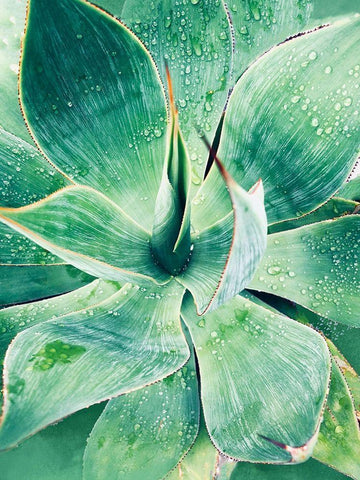 Green Tropical Succulent I White Modern Wood Framed Art Print with Double Matting by Orlov, Irena