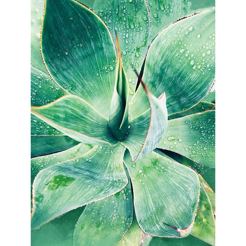 Green Tropical Succulent I Black Modern Wood Framed Art Print with Double Matting by Orlov, Irena