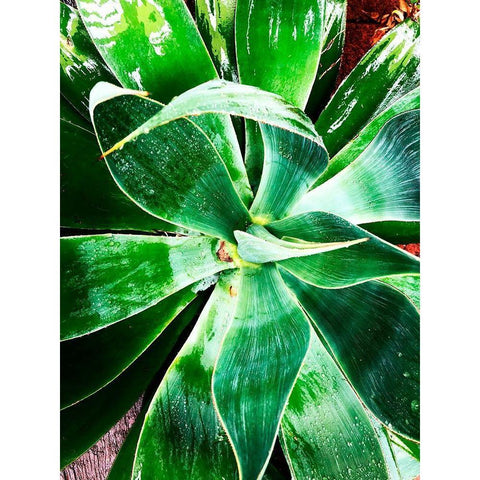 Green Tropical Succulent II White Modern Wood Framed Art Print by Orlov, Irena