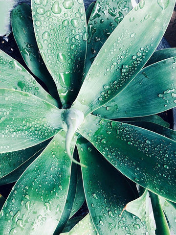 Green Tropical Succulent III White Modern Wood Framed Art Print with Double Matting by Orlov, Irena