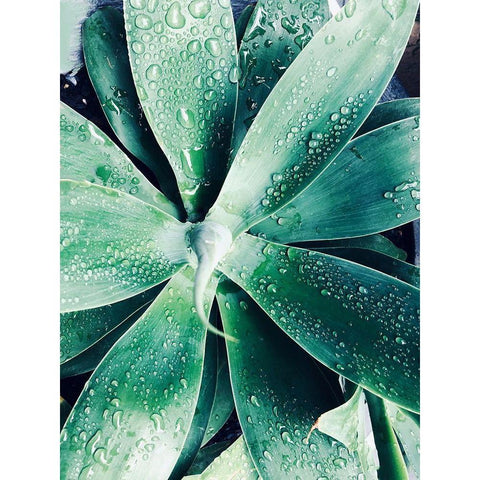 Green Tropical Succulent III White Modern Wood Framed Art Print by Orlov, Irena