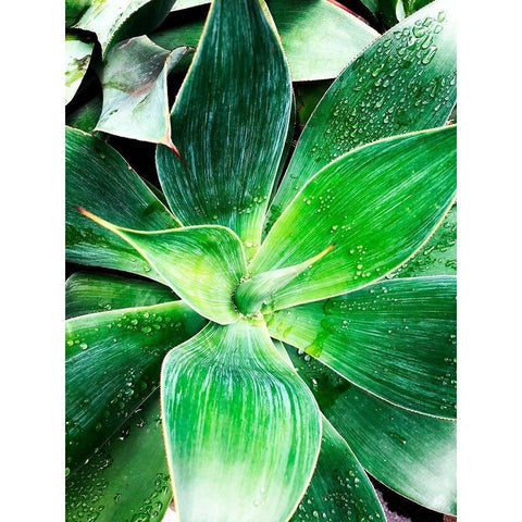 Green Tropical Succulent IV White Modern Wood Framed Art Print by Orlov, Irena