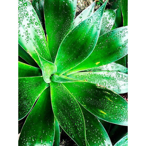 Green Tropical Succulent V Gold Ornate Wood Framed Art Print with Double Matting by Orlov, Irena