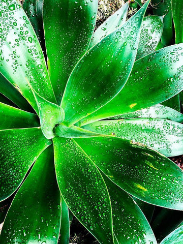 Green Tropical Succulent V White Modern Wood Framed Art Print with Double Matting by Orlov, Irena