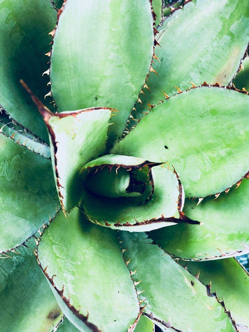 Green Tropical Succulent VI White Modern Wood Framed Art Print with Double Matting by Orlov, Irena