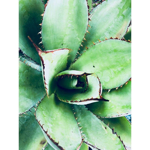 Green Tropical Succulent VI Black Modern Wood Framed Art Print with Double Matting by Orlov, Irena