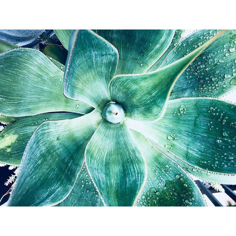 Green Tropical Succulent VII Black Modern Wood Framed Art Print with Double Matting by Orlov, Irena