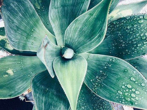 Green Tropical Succulent VIII Black Ornate Wood Framed Art Print with Double Matting by Orlov, Irena