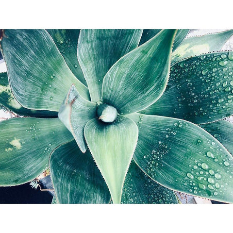 Green Tropical Succulent VIII White Modern Wood Framed Art Print by Orlov, Irena