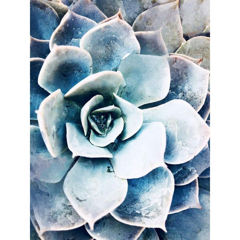 Pastel Succulent Beauty III Black Modern Wood Framed Art Print with Double Matting by Orlov, Irena
