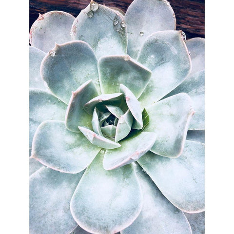 Pastel Succulent Beauty IV Gold Ornate Wood Framed Art Print with Double Matting by Orlov, Irena