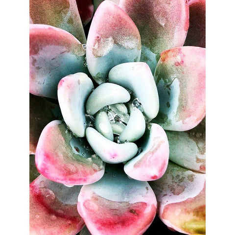 Pastel Succulent Beauty V Black Modern Wood Framed Art Print with Double Matting by Orlov, Irena