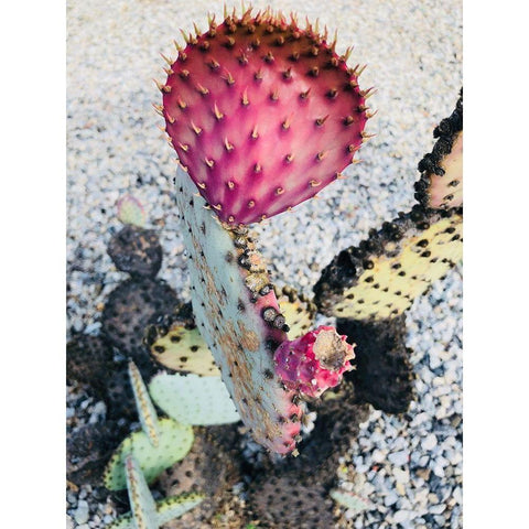 Pink Yellow Cactus I White Modern Wood Framed Art Print by Orlov, Irena