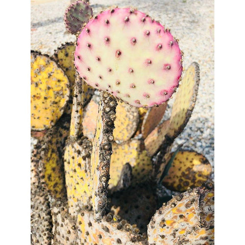 Pink Yellow Cactus II Black Modern Wood Framed Art Print with Double Matting by Orlov, Irena