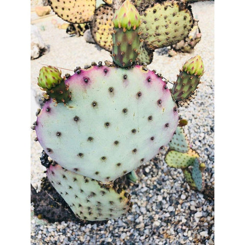 Pink Green Cactus I Black Modern Wood Framed Art Print with Double Matting by Orlov, Irena