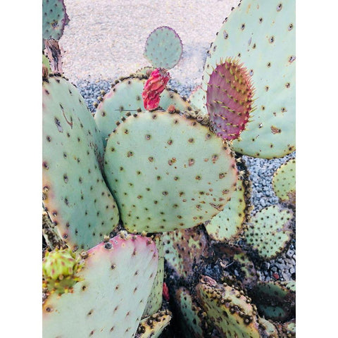 Pink Green Cactus II White Modern Wood Framed Art Print by Orlov, Irena