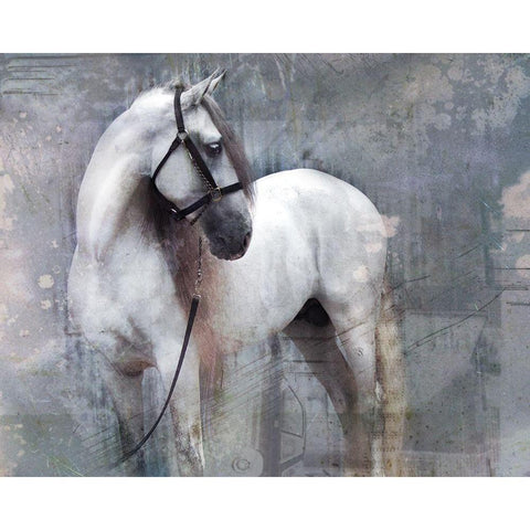 Horse Exposures II White Modern Wood Framed Art Print by Friedman, Susan