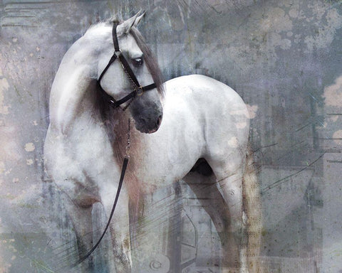 Horse Exposures II Black Ornate Wood Framed Art Print with Double Matting by Friedman, Susan