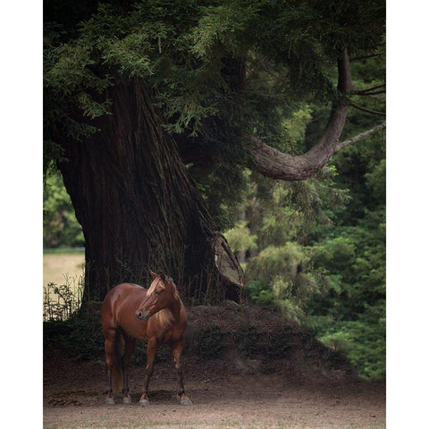 Horse in the Trees II White Modern Wood Framed Art Print by Friedman, Susan