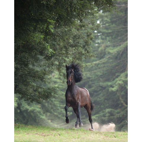 Horse in the Trees III White Modern Wood Framed Art Print by Friedman, Susan