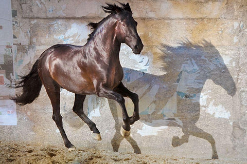 Shadow Black Ornate Wood Framed Art Print with Double Matting by Friedman, Susan