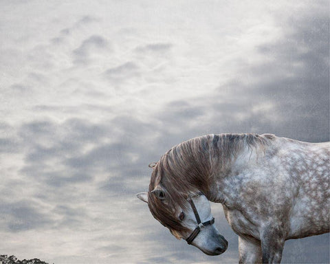 Vito Black Ornate Wood Framed Art Print with Double Matting by Friedman, Susan