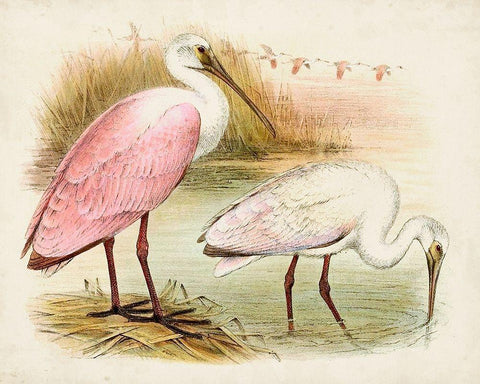 Roseate Spoonbills I White Modern Wood Framed Art Print with Double Matting by Unknown
