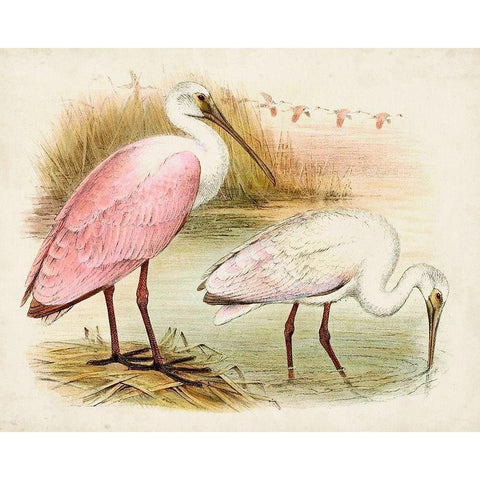 Roseate Spoonbills I Gold Ornate Wood Framed Art Print with Double Matting by Unknown