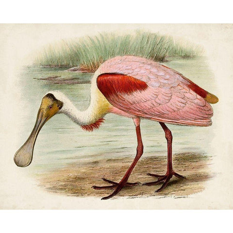 Roseate Spoonbills II Black Modern Wood Framed Art Print with Double Matting by Unknown