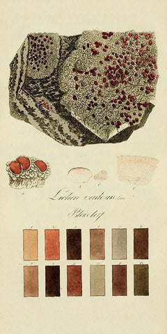 Species of Lichen I White Modern Wood Framed Art Print with Double Matting by Unknown