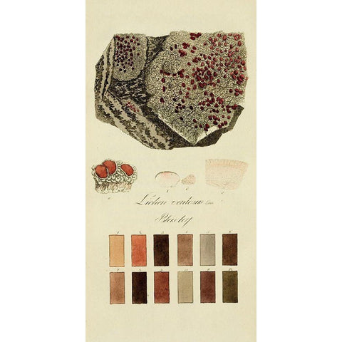 Species of Lichen I White Modern Wood Framed Art Print by Unknown