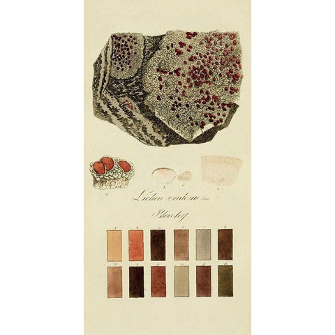 Species of Lichen I Black Modern Wood Framed Art Print by Unknown