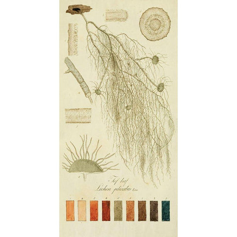 Species of Lichen II White Modern Wood Framed Art Print by Unknown