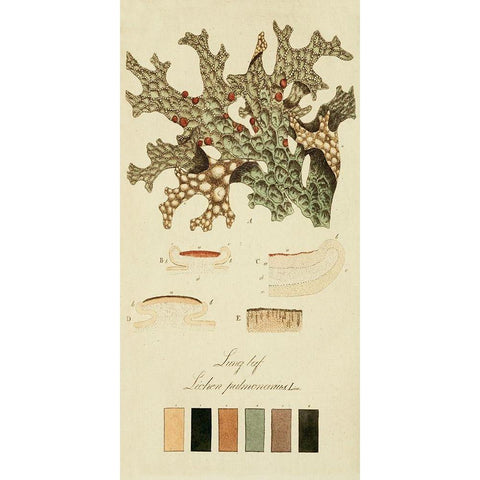 Species of Lichen III Gold Ornate Wood Framed Art Print with Double Matting by Unknown