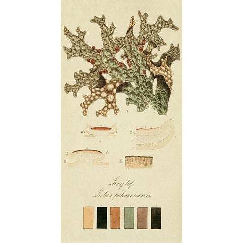 Species of Lichen III Gold Ornate Wood Framed Art Print with Double Matting by Unknown