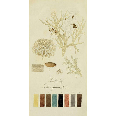 Species of Lichen IV Black Modern Wood Framed Art Print with Double Matting by Unknown