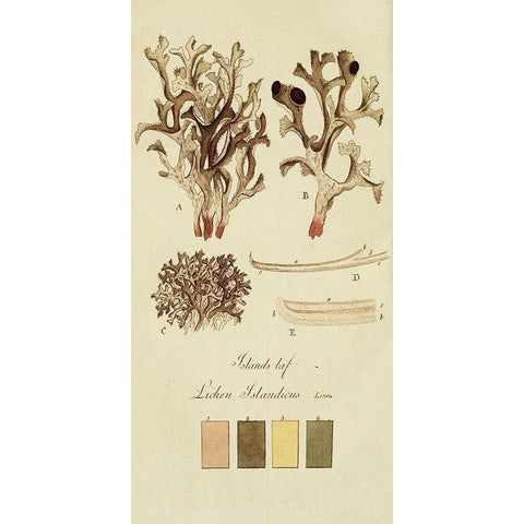 Species of Lichen V Black Modern Wood Framed Art Print by Unknown