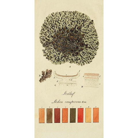 Species of Lichen VI Black Modern Wood Framed Art Print with Double Matting by Unknown