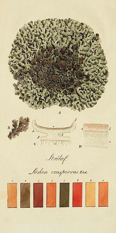 Species of Lichen VI Black Ornate Wood Framed Art Print with Double Matting by Unknown