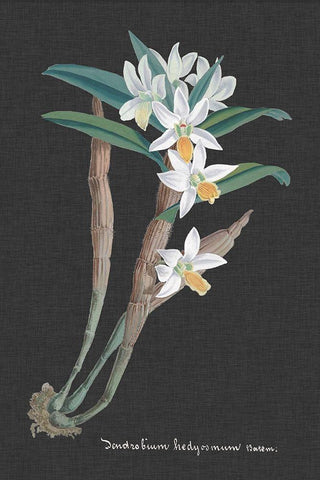 Orchid on Slate I Black Ornate Wood Framed Art Print with Double Matting by Vision Studio