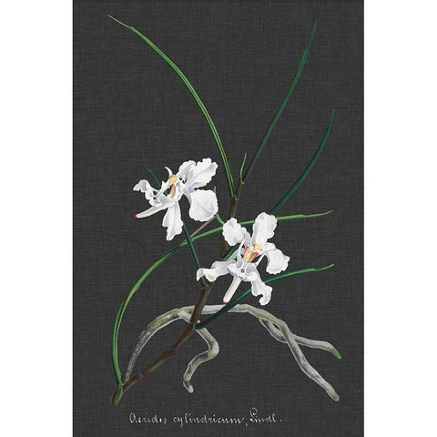 Orchid on Slate II Black Modern Wood Framed Art Print with Double Matting by Vision Studio