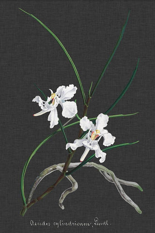 Orchid on Slate II White Modern Wood Framed Art Print with Double Matting by Vision Studio