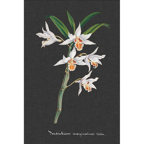 Orchid on Slate IV White Modern Wood Framed Art Print by Vision Studio