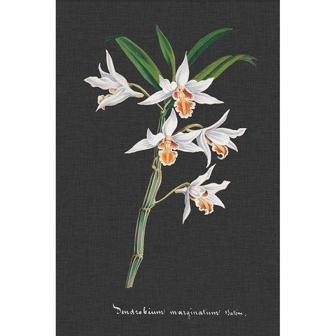 Orchid on Slate IV Black Modern Wood Framed Art Print with Double Matting by Vision Studio