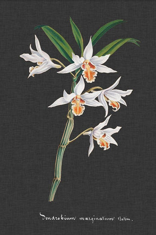 Orchid on Slate IV Black Ornate Wood Framed Art Print with Double Matting by Vision Studio