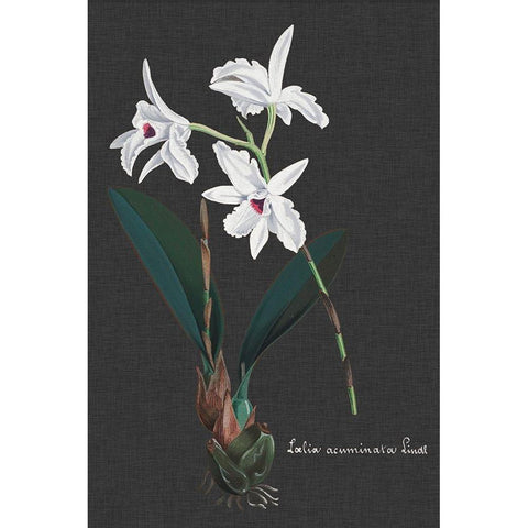 Orchid on Slate V Gold Ornate Wood Framed Art Print with Double Matting by Vision Studio