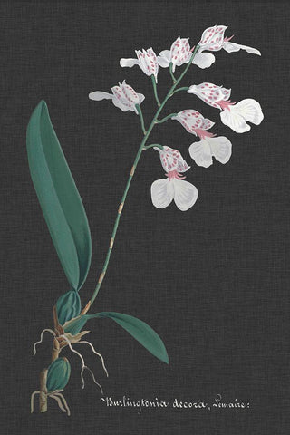 Orchid on Slate VI White Modern Wood Framed Art Print with Double Matting by Vision Studio