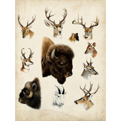 Western Animal Species I Black Modern Wood Framed Art Print with Double Matting by Unknown